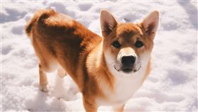 柴犬,狗狗,可愛 圖／翻攝自unsplash