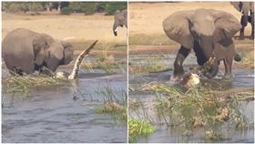 猛踩鱷魚！凶狠母象鼻子一甩「翻轉拋屍」　遊客目睹看傻（圖／翻攝自natureismetal IG）
