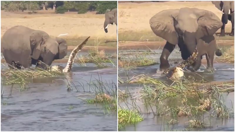 激戰大象！鱷魚遭「狠踩拋屍」下場慘