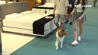 獨／寵物展「賣家具」　民眾直呼好怪