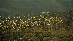 嘉義太興村黃頭鷺群遷徙美景嘉義縣梅山鄉太興村「萬鷺朝鳳」黃頭鷺群遷徙22日爆大量，傍晚出現2萬隻齊飛的美景。（嘉義縣文化觀光局提供）中央社記者蔡智明傳真  110年9月23日