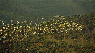 嘉義「萬鷺朝鳳」！3萬隻黃頭鷺遷徙