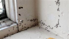 -螞蟻-（圖／攝影者Ross Catrow, flickr CC License）https://www.flickr.com/photos/maxpower/3836819100/