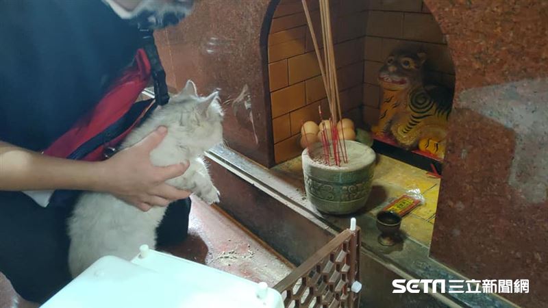 3顆腫瘤得開刀　病貓合掌求虎爺庇佑