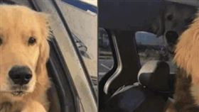 ▲迷路的黃金獵犬。（圖／翻攝自微信）