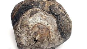 ▲龍涎香（圖／翻攝自百度百科）