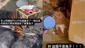爆料公社／門口被當動物收容所！以為兔子…走進一看：天竺鼠超可憐躲紙箱發抖中。（圖／翻攝自爆料公社臉書）