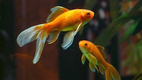 魚,金魚。(圖/Pixabay)
