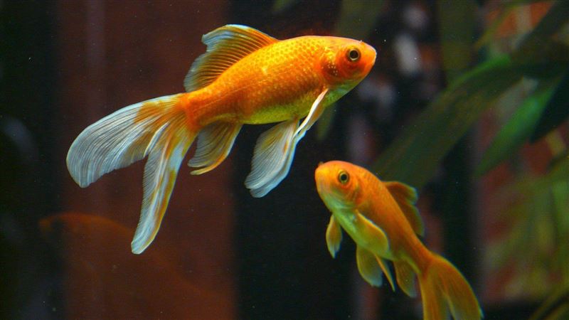 10條魚在空中飛　3000人看傻眼