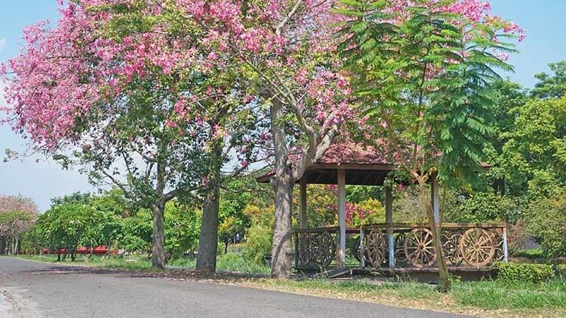 粉色花海來襲！北斗河濱公園綻放中