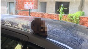 佔屋被趕！台中狂男放真人頭報復鄰居(圖/翻攝畫面)