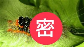  ▲人體碰到毒蛾幼蟲的體毛都會有可能產生些許不適，只是黃毒蛾較為常見。 （圖／翻攝自行政院農業委員會農業試驗所）