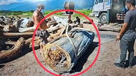 花蓮,紅檜,漂流木,台灣櫸木,盜伐。(圖/翻攝畫面)