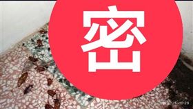 ▲有名網友發文爆料，自己與朋友合租屋一起開伙，但是對方卻不太整潔，導致廚房裡有許多蟑螂及蟑螂屍體的足跡，跟對方反應反被對方罵很白目。（示意圖／翻攝自爆料公社）