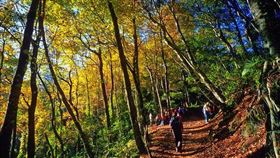 ▲台灣北部賞楓秘境-秋季時五彩繽紛的霞喀羅古道。（圖／Tripbaa趣吧！旅遊平台）