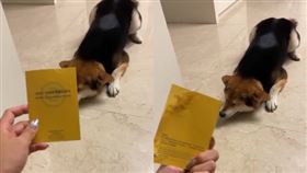 黃卡,接種卡,疫苗,咬爛(翻攝自 Dcard)