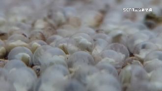 4億年活化石復育有成　鱟卵破膜萌翻