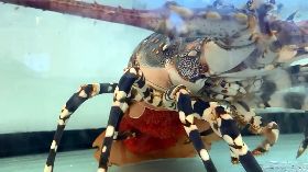 台東民眾放生罕見50公分抱卵錦繡龍蝦