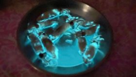 藍眼淚？買2盒小卷夜晚發螢光嚇壞她 內行人曝真相：很珍貴。圖／臉書社團「家常菜」