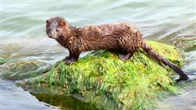 貂（圖／翻攝自Pixabay）