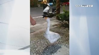 內有惡鵝！里長PO文「請多包涵」