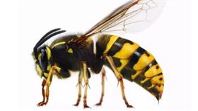 ▲馬蜂窩。（圖／翻攝自百度百科）