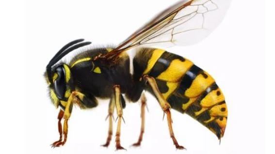 過失致死！兩兄弟摘馬蜂窩害路人被狂螫亡