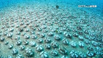 直擊遷徙奇觀　扁仙壺海膽海底行軍