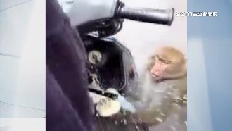 陽明山猴群見女騎士　搶奶茶灑全身