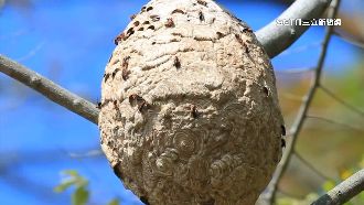 虎頭蜂窩5樓高！義消花2.5小拆除