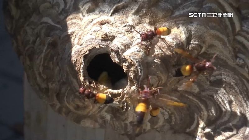 泰國一名男子為了摘虎頭蜂窩當下酒菜，誤觸高壓電桿電線慘死。（示意圖／資料照）