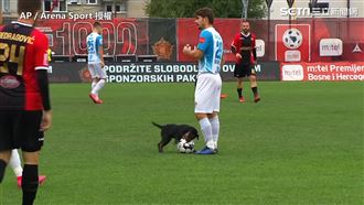 超萌新球員！狗狗狂奔進賽場成功抄球