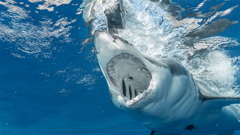 鯊魚發狂！追咬衝浪客「爆血」驚恐逃