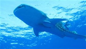 豆腐鯊
https://www.flickr.com/photos/dkeats/6147783846/in/photolist-a9iHjM-a9iHFB-K5aTR5-ang1bS-JXYHcd-dG1Yfs-zZVWr-andb3p-aQfdMa-andbvr-anfZdE-6rgZWr-8ahRnu-5L8UY4-anfZGf-ang13G-anfYQ7-8ahQpq-andaXt-6rg