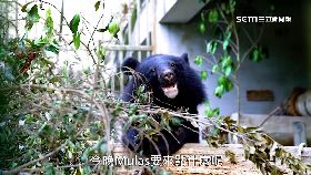 黑V熊返山林0700