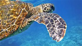 16:9
綠蠵龜 海龜 烏龜 海洋
圖／翻攝自pixabay
https://pixabay.com/images/id-547163/