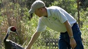 一隻白枕鶴愛上一名人類保育員。（圖／翻攝自smithsonianzoo
 IG）