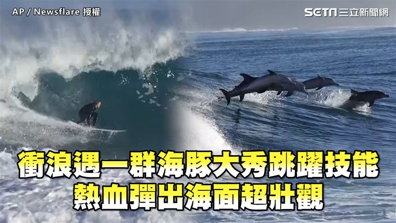 衝浪遇一群海豚　大秀跳躍技能超壯觀