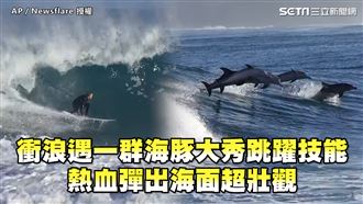 衝浪遇一群海豚　大秀跳躍技能超壯觀