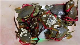 嗑螃蟹驚見「詭異粒狀物」專業網友神解惑。爆系知識家