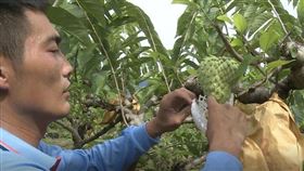 ▲ 台東鳳梨釋迦近期因為受到中國禁令，農民都擔心今年心血白費，頭批產農彷彿變成「孤兒」。（圖／記者王浩原提供）