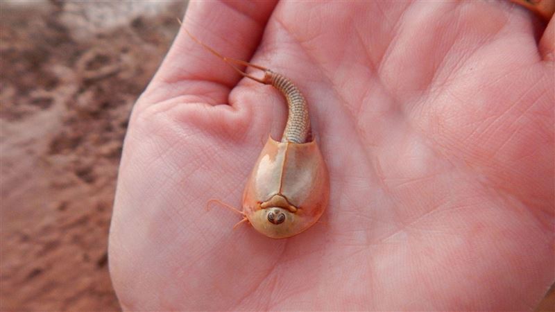 沙漠突湧出百隻3眼生物　真面目曝光