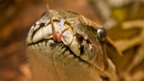 床伴狂舔吵醒她！張開眼2公尺大蟒蛇「看著她」（圖／pixabay）