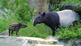 馬來貘長大會變裝　造物主的神設計？