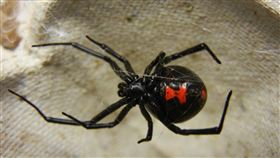 毒蜘蛛黑寡婦，又稱紅斑寇蛛，(圖/翻攝自維基百科)