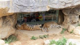 新竹市,動物園,國慶日,抽獎,香山濕地藝術展（圖／新竹市政府提供）