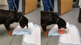 一支羅威拿犬竟吞下按摩棒。（圖／翻攝自Reddit）