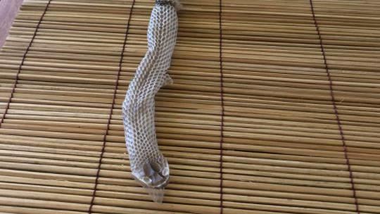 家中驚見1公尺蛇皮　女子崩潰睡不著