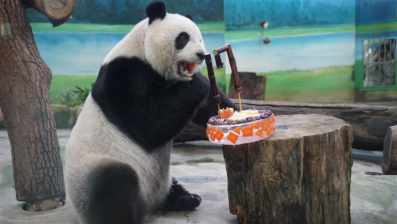 動物園好事多！這些人氣動物萌翻網友