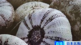 ▲北海道爆「赤潮危機」，大量海膽、鮭魚死亡。（圖／翻攝自央視）